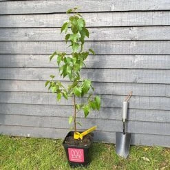 Silver Birch Tree (Betula Pendula) Grown By Cotswold Trees -Garden Glory Sales Birch Main