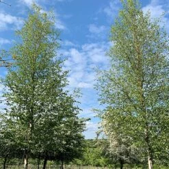 Silver Birch Tree (Betula Pendula) Grown By Cotswold Trees -Garden Glory Sales Birch Trees