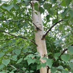 Silver Birch Tree (Betula Pendula) Grown By Cotswold Trees -Garden Glory Sales Birch Trunk
