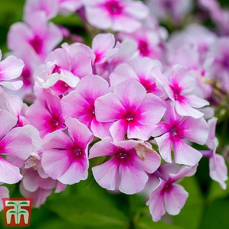 Phlox Paniculata 'Bright Eyes' 4 Phlox Paniculata 'Bright Eyes' - Image 2