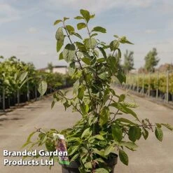 Callicarpa Bodinieri 'Imperial Pearl'