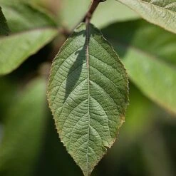 Callicarpa Bodinieri 'Imperial Pearl' 7 Callicarpa Bodinieri 'Imperial Pearl' -Garden Glory Sales CALL IMPERIALP S45267 NOW
