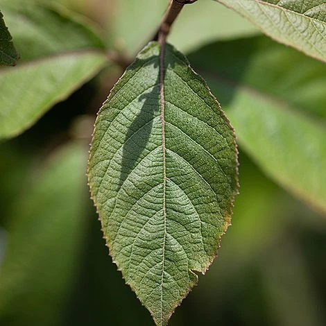 Callicarpa Bodinieri 'Imperial Pearl' 5 Callicarpa Bodinieri 'Imperial Pearl' - Image 3