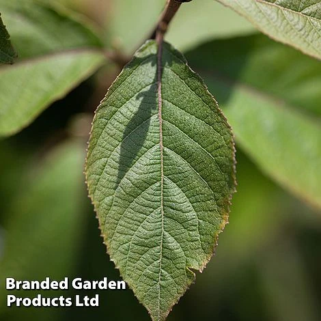 Callicarpa Bodinieri 'Imperial Pearl' 4 Callicarpa Bodinieri 'Imperial Pearl' - Image 2