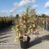 Callicarpa Bodinieri 'Magical Deep Purple' -Garden Glory Sales CALL MAGICDEEP S45268