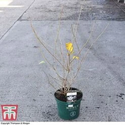Calycanthus 'Venus' -Garden Glory Sales CALY 68284 A