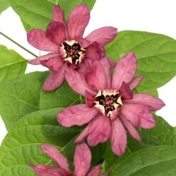 Calycanthus Duo -Garden Glory Sales CALY KA9176 C