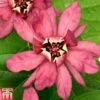 Calycanthus X Raulstonii 'Hartlage Wine' -Garden Glory Sales CALY T67880 A