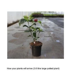 Calycanthus X Raulstonii 'Hartlage Wine' -Garden Glory Sales CALY T67880 B h