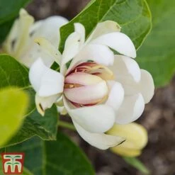 Calycanthus 'Venus' -Garden Glory Sales CALY T68284 C