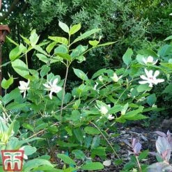 Calycanthus 'Venus' -Garden Glory Sales CALY T68284 D