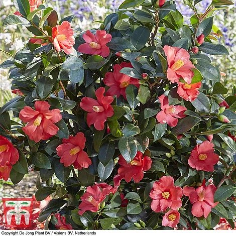 Camellia '1001 Summer Nights' Jasmine 7 Camellia '1001 Summer Nights' Jasmine - Image 5