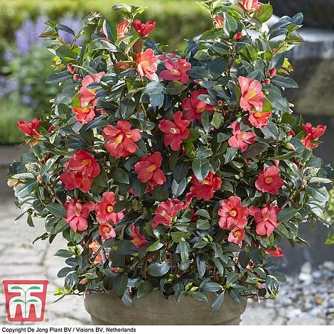 Camellia '1001 Summer Nights' Jasmine 5 Camellia '1001 Summer Nights' Jasmine - Image 3