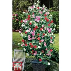 Camellia 'Tricolour' -Garden Glory Sales CAME T44757 E