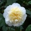 Camellia 'Brushfield's Yellow' -Garden Glory Sales CAME T70863 A h