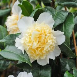 Camellia 'Brushfield's Yellow' -Garden Glory Sales CAME T70863 C