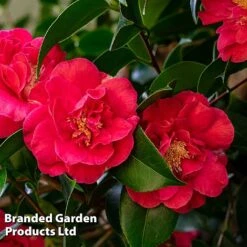 Camellia 'Blooming Wonder Red' -Garden Glory Sales CAME 20BLOOMSR L14711