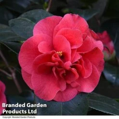 Camellia 'Blooming Wonder Red' -Garden Glory Sales CAME 20BLOOMSR T14439