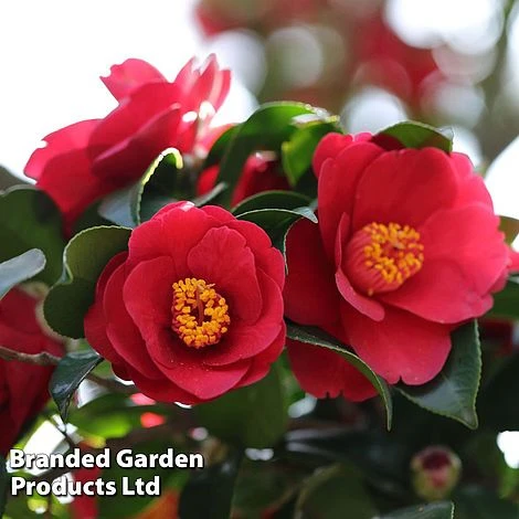 Camellia Japonica Subsp. Rusticana 'Reigyoku' 3 Camellia Japonica Subsp. Rusticana 'Reigyoku'