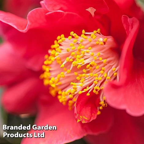 Camellia Japonica Subsp. Rusticana 'Reigyoku' 4 Camellia Japonica Subsp. Rusticana 'Reigyoku' - Image 2