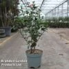 Camellia Japonica