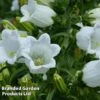 Campanula Medium White -Garden Glory Sales CAMP 63940 A