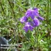 Campanula Collina -Garden Glory Sales CAMP KA4846 A