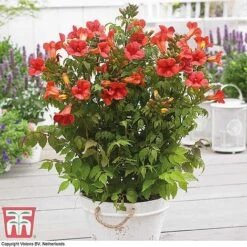 Campsis Trio -Garden Glory Sales CAMP KB3123 C2