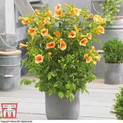 Campsis Trio -Garden Glory Sales CAMP KB3123 D2