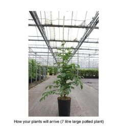 Campsis X Tagliabuana 'Yellow Trumpet' -Garden Glory Sales CAMP T67892 B h