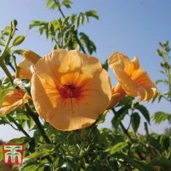 Campsis X Tagliabuana 'Yellow Trumpet' -Garden Glory Sales CAMP T67892 C