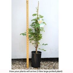 Campsis X Tagliabuana 'Yellow Trumpet' -Garden Glory Sales CAMP T67892 C h