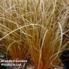 Carex Comans Bronze -Garden Glory Sales CARE KA4186 A