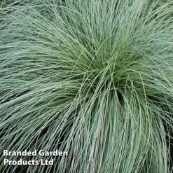 Colourful Ornamental Grass Collection -Garden Glory Sales CARE FROSTCURL W48104