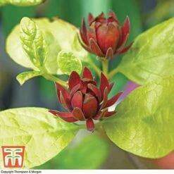 Carolina Allspice -Garden Glory Sales CARO T45385 C