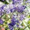 Caryopteris X Clandonensis 'Heavenly Blue' 1 Caryopteris X Clandonensis 'Heavenly Blue' -Garden Glory Sales CARY T66107 A