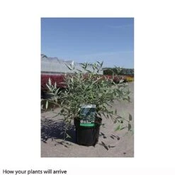 Caryopteris X Clandonensis 'Heavenly Blue' -Garden Glory Sales CARY T66107 B h