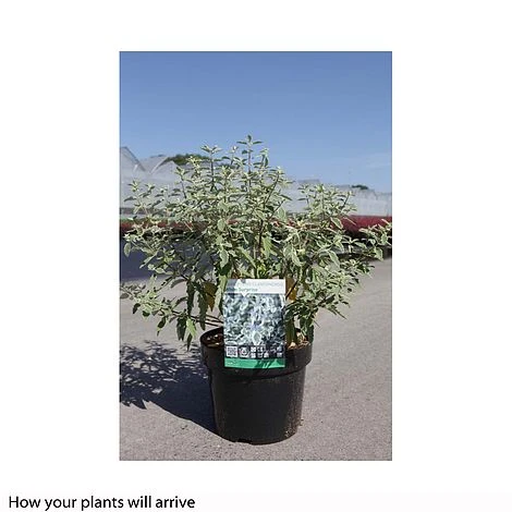 Caryopteris X Clandonensis 'White Surprise' 4 Caryopteris X Clandonensis 'White Surprise' - Image 2