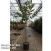 Castanea Sativa 'Marradi' -Garden Glory Sales CAST MARRADI S45277