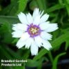 Catananche Caerulea Alba -Garden Glory Sales CATA KA4907 A