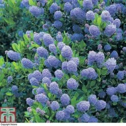 Ceanothus 'Skylark' -Garden Glory Sales CEAN TKA0803 A