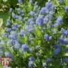 Ceanothus 'Skylark' -Garden Glory Sales CEAN TKA0803 C