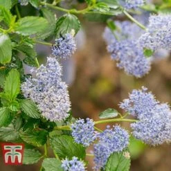 Ceanothus 'Skylark' -Garden Glory Sales CEAN TKA0803 D