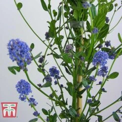 Ceanothus 'Skylark' -Garden Glory Sales CEAN TKA0803 E