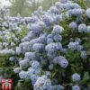 Ceanothus 'Puget Blue' -Garden Glory Sales CEAN TKA0961 B