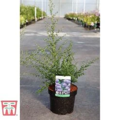 Ceanothus 'Puget Blue' -Garden Glory Sales CEAN TKA0961 C