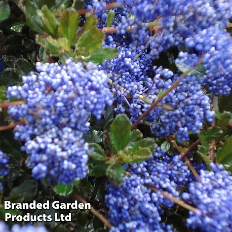 Ceanothus 'Blue Sapphire' 5 Ceanothus 'Blue Sapphire' - Image 3