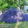 Ceanothus 'Blue Sapphire' -Garden Glory Sales CEAN BLUESAPPH S44008