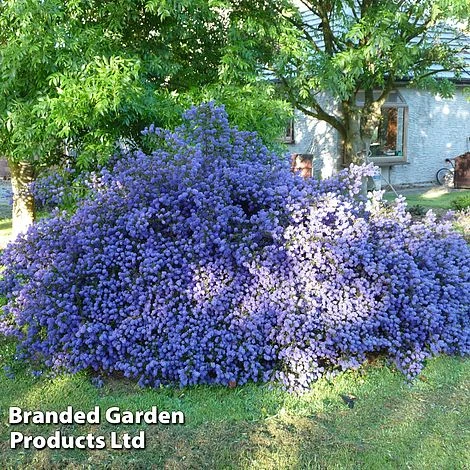 Ceanothus 'Blue Sapphire' 3 Ceanothus 'Blue Sapphire'