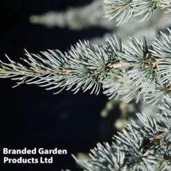 Cedrus Libani 'Glauca'